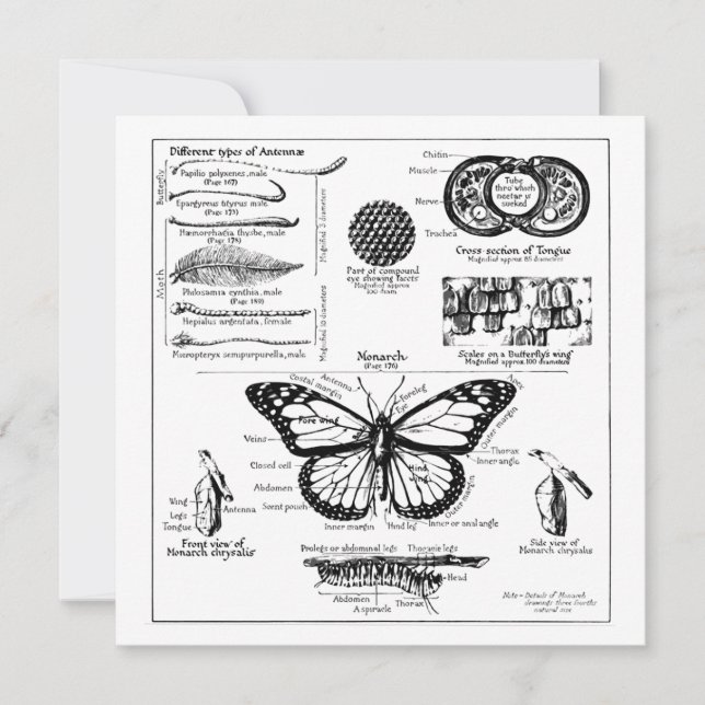 Invitation Informations sur les papillons Monarque (Devant)