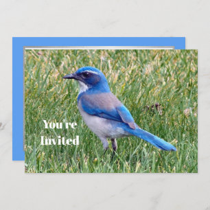 Invitation Joli Blue Scrub Jay Bird Photo Anniversaire