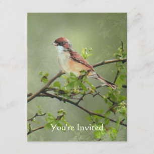 Invitation Joyeux anniversaire aquarelle Whitethroat thème oi