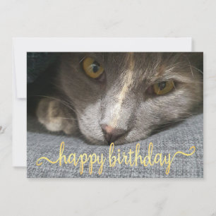 Invitation joyeux anniversaire mignon chat photo or calligrap