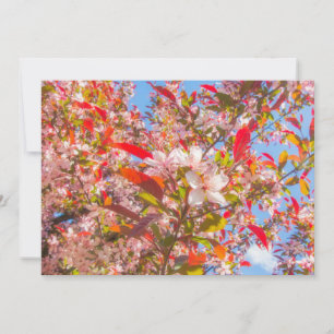 Invitation La nature fleurit fleurs lumière fleur soleil