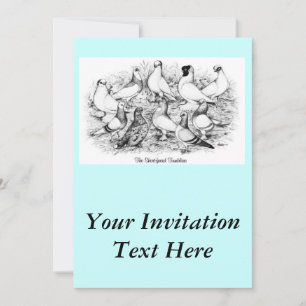 Invitation Les Pigeons Tumbler à courte vue