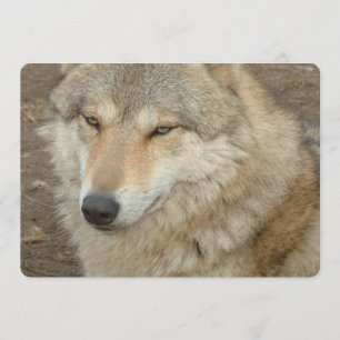 Invitation Loup