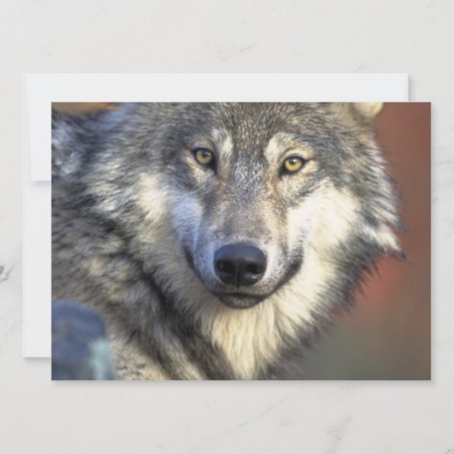 Invitation Loup gris et blanc (Devant)