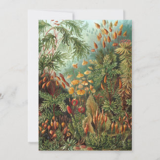 Invitation Muscinae vintage, plantes de mousse par Ernst Haec