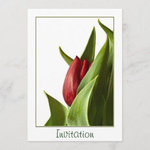Invitation Naissance d'une tulipe rouge de ressort - modèle