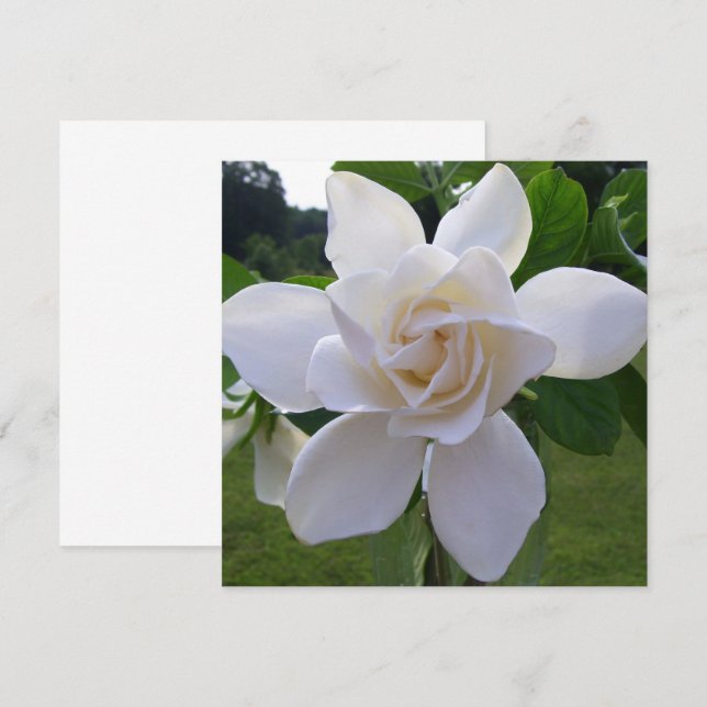 Invitation - Naturellement magnifique Gardenia (Devant / Derrière)