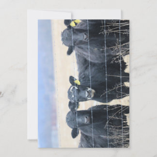Invitation Observateurs de Bovine