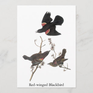 Invitation Oiseau à ailes rouges, John Audubon