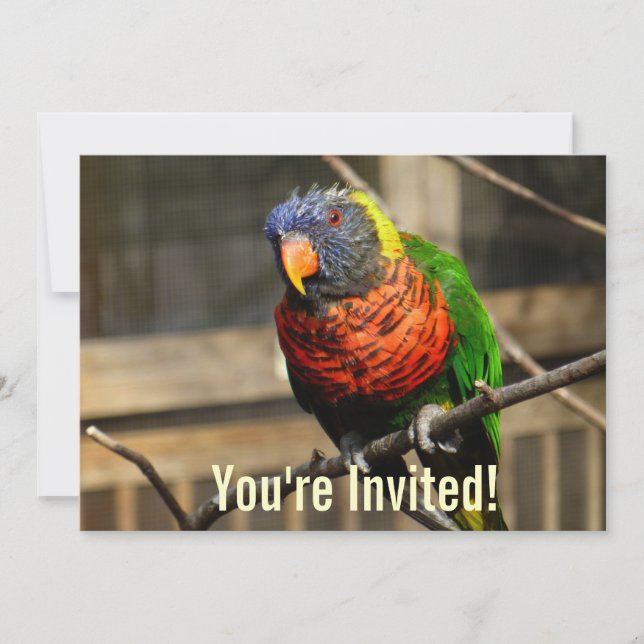 Invitation Oiseau Tropical Loriquet Perruche (Devant)
