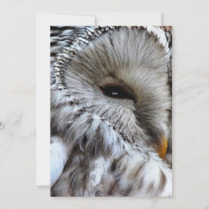 INVITATION OWLS