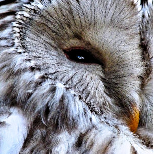 INVITATION OWLS