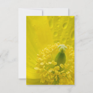 Invitation Pavot jaune oriental
