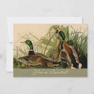 Invitation Peinture d'oiseaux de Mallard Duck Audubon