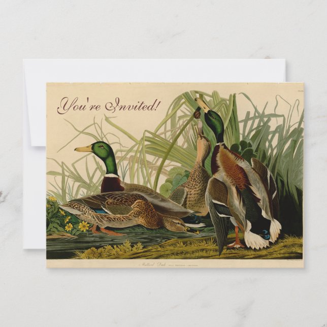 Invitation Peinture d'oiseaux de Mallard Duck Audubon (Devant)
