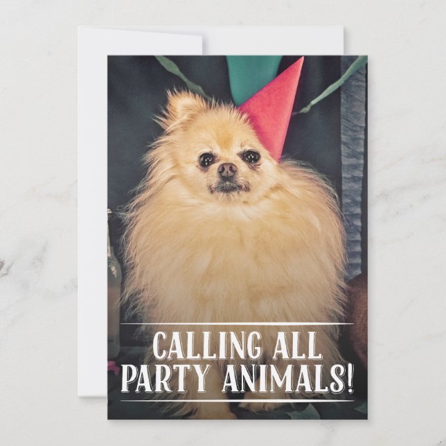 INVITATION PHOTO ANNIVERSAIRE DU CHIEN DE COMPAGNI (Devant)