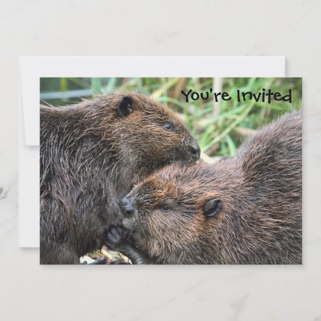 Invitation Photo du Grooming des castors (Devant)