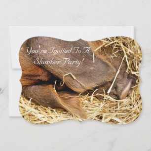 Invitation PIG