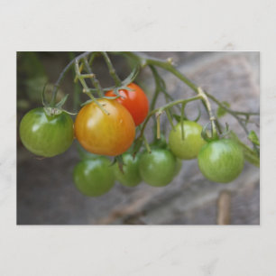Invitation Plante Tomato