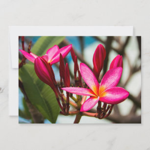 Invitation Plumeria arrière - plan de fleurs exotiques