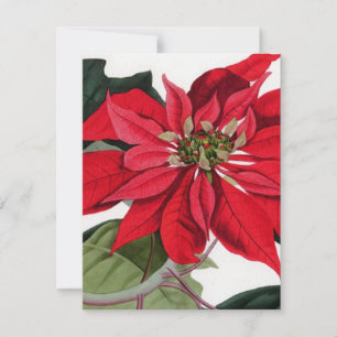 Invitation Poinsettia