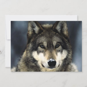 Invitation Portrait de Loup