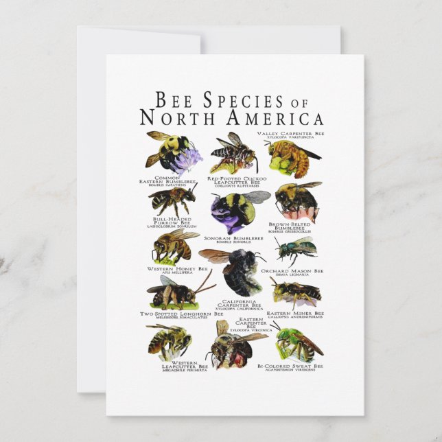 Invitation Poster de l'espèce d'abeilles en Amérique du Nord  (Devant)
