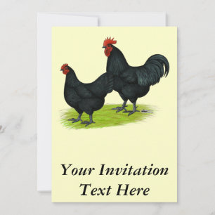 Invitation Poulets noirs Australorp