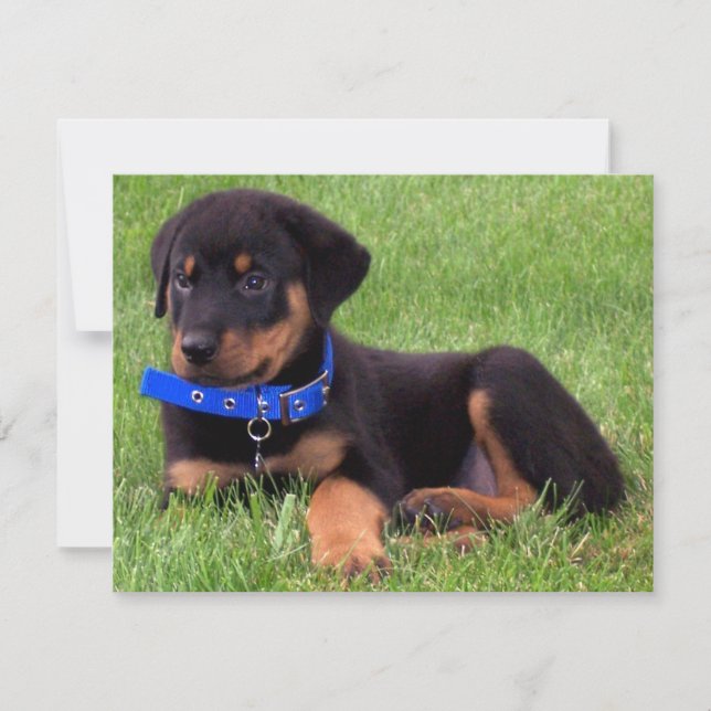 Invitation pubs de rottweiler (Devant)