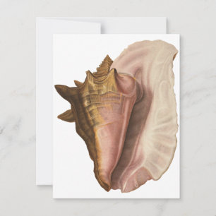 Invitation Queen Conch Shell Seashell, Vintage Marine Life