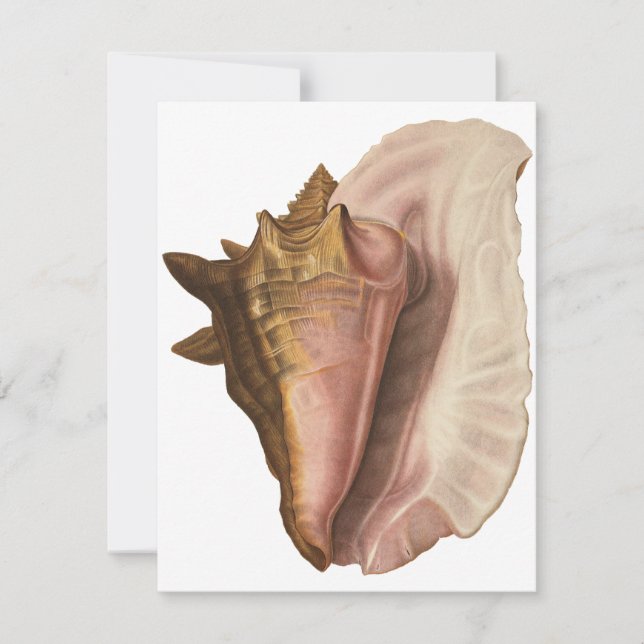 Invitation Queen Conch Shell Seashell, Vintage Marine Life (Devant)