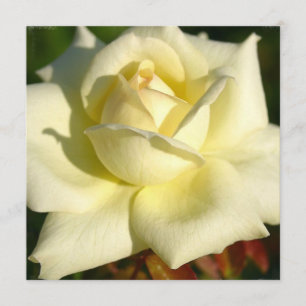 Invitation rose d'ivoire