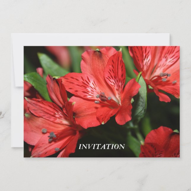 INVITATION rouge d'Alstroemeria (Devant)