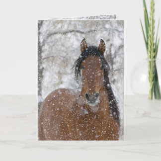 Invitation Snow Stallion Greeting Card
