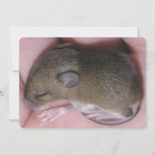 Invitation Souris De Bébé Minuscule Aux Oreilles Douces Couch