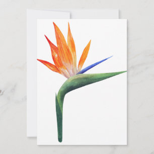 Invitation strelizia exotique de fleur de paradis