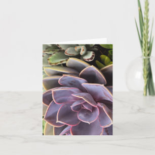 Invitation Succulents
