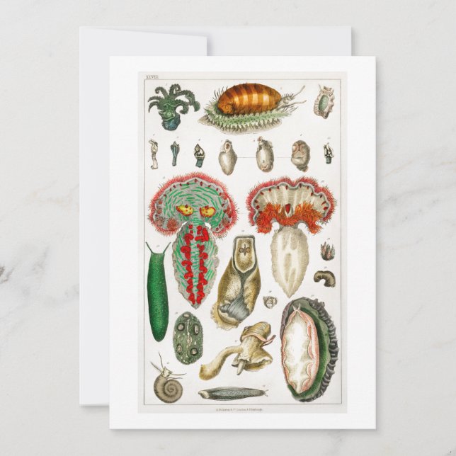 Invitation Tentacules Octopus Squid tentacules (Devant)