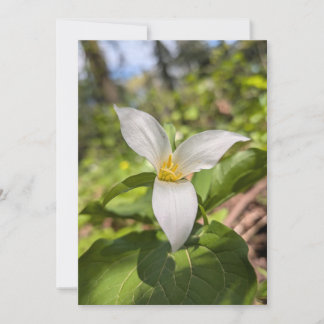 Invitation Trille blanc, fleur sauvage dans une forêt ensolei