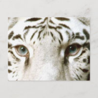 Invitation White Tiger Feng Shui ~ Personnaliser E