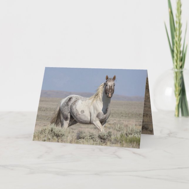 Invitation Wild Pintaloosa Stallion Greeting Card (Devant)