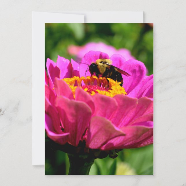 Invitation Zinnia rose avec bourdon, fleurs roses, abeille mi (Devant)
