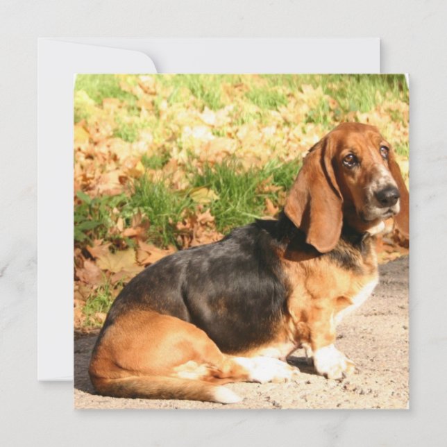 Invitations à l'arrêt Basset Hound (Devant)