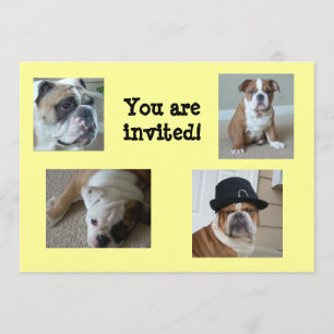 Invitations Bulldogs anglais Anniversaire/Occasion