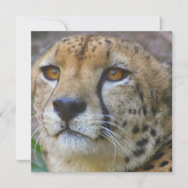 Invitations de guépards sauvages (Devant)