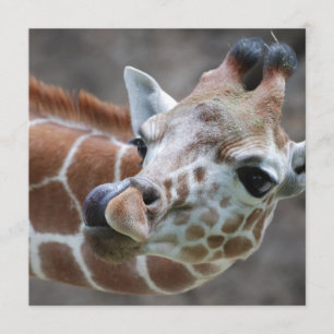 Invitations de la langue de la Girafe