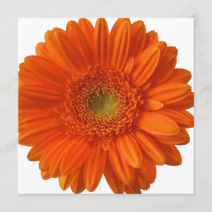 Invitations de la marguerite orange