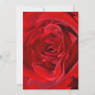 Invitations de la Rose rouge vive