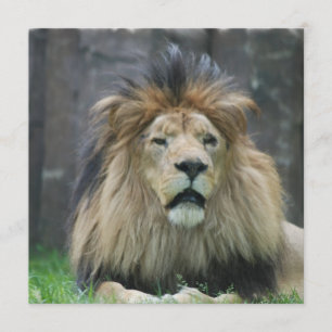 Invitations de lion