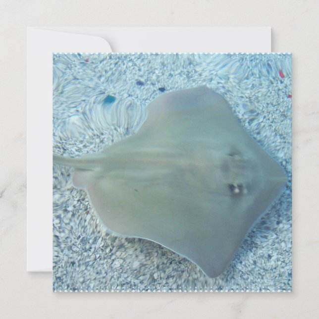 Invitations de pastenague d'eau doux (Devant)